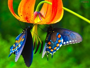 blue-butterfly-wallpapers-hd-300x225 (1)