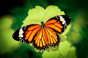 papillon-Tiger-300x200