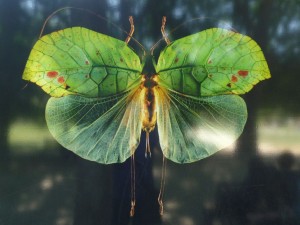 papillon-vert-300x225